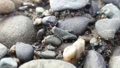 Eusphingonotus japonicus