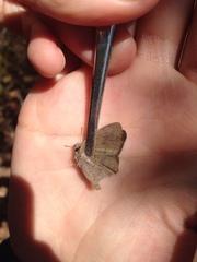 Paryphthimoides poltys