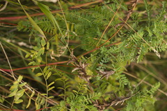 Astragalus falcatus