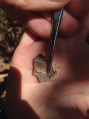 Paryphthimoides poltys