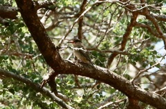 Halcyon chelicuti chelicuti