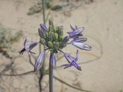 Triteleiopsis palmeri