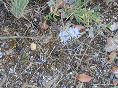 Jasione sessiliflora