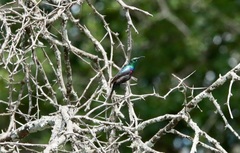 Cinnyris bifasciatus