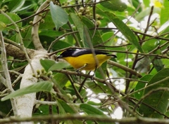Euphonia laniirostris