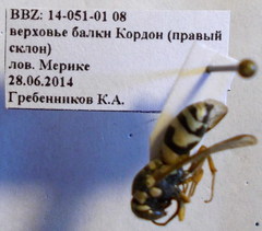 Pseudepipona beckeri