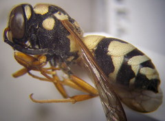 Pseudepipona beckeri