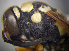 Pseudepipona beckeri