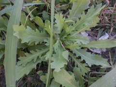 Acicarpha tribuloides
