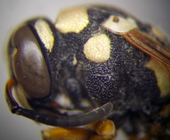 Pseudepipona beckeri