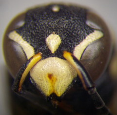 Pseudepipona beckeri