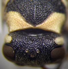 Pseudepipona beckeri