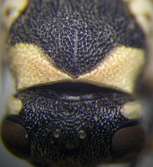 Pseudepipona beckeri