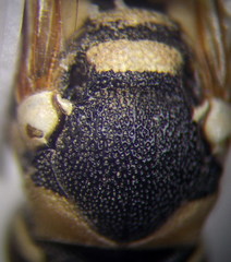 Pseudepipona beckeri