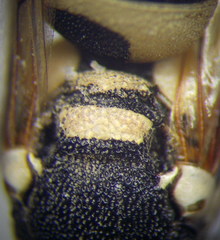 Pseudepipona beckeri