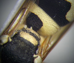 Pseudepipona beckeri