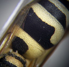 Pseudepipona beckeri