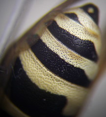 Pseudepipona beckeri