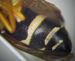 Pseudepipona beckeri