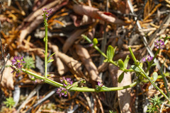 Polygala brevifolia