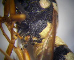 Pseudepipona beckeri