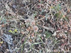 Petrosedum amplexicaule