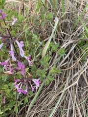 Syncolostemon transvaalensis