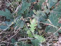 Trifolium campestre