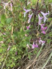 Syncolostemon transvaalensis