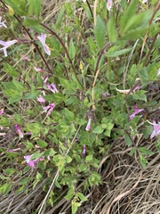 Syncolostemon transvaalensis
