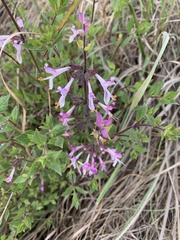 Syncolostemon transvaalensis