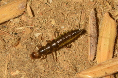 Nebriinae