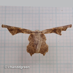 Monobolodes prunaria