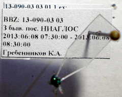 Pseudomalus pusillus