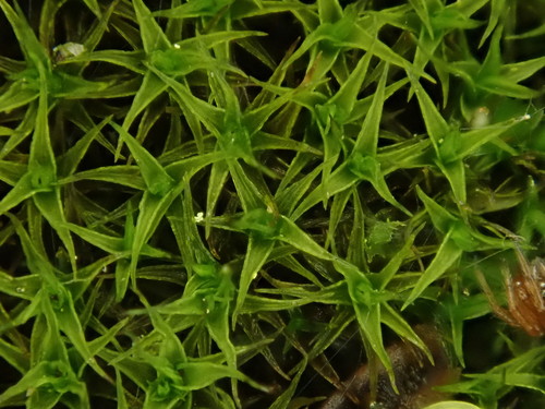Image of Vinealobryum vineale by (c) Daniel Cahen, some rights reserved (CC BY)