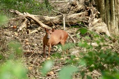 Cephalophorus natalensis