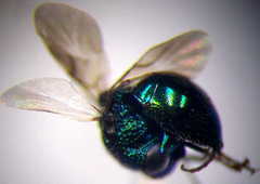 Pseudomalus pusillus