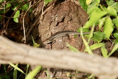 Trachylepis depressa