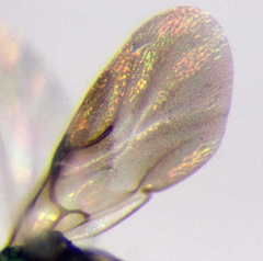 Pseudomalus pusillus
