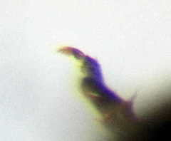 Pseudomalus pusillus