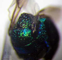 Pseudomalus pusillus