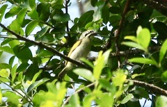 Pogoniulus pusillus