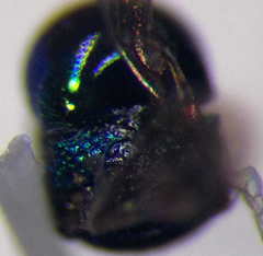 Pseudomalus pusillus