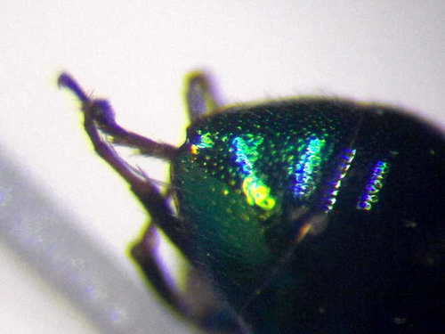 Pseudomalus pusillus