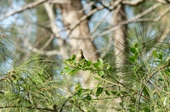 Cinnyris bifasciatus