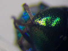 Pseudomalus pusillus