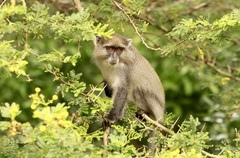 Cercopithecus mitis erythrarchus