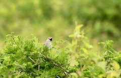 Cisticola natalensis