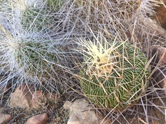 Stenocactus multicostatus