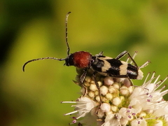 Chlorophorus trifasciatus